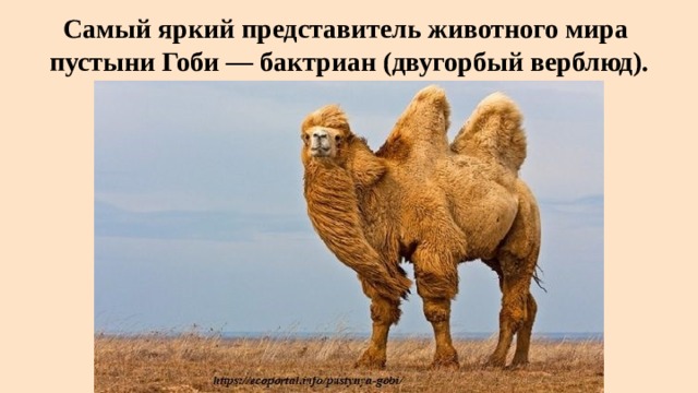 Самый яркий представитель животного мира  пустыни Гоби — бактриан (двугорбый верблюд). 