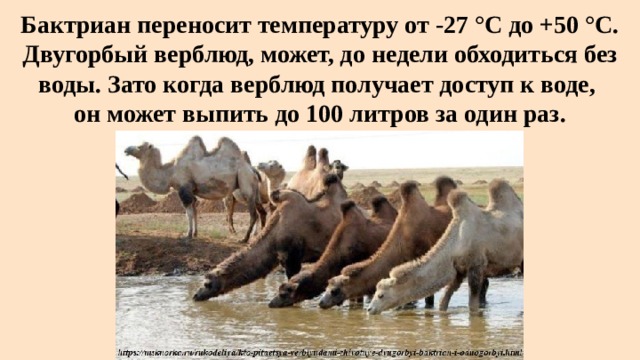 Бактриан переносит температуру от -27 °C до +50 °C. Двугорбый верблюд, может, до недели обходиться без воды. Зато когда верблюд получает доступ к воде,  он может выпить до 100 литров за один раз. 