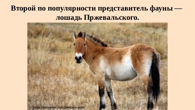 Второй по популярности представитель фауны —  лошадь Пржевальского. 