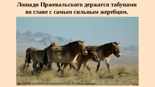 Лошади Пржевальского держатся табунами  во главе с самым сильным жеребцом. 