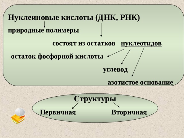 Особенности строения основания. Нуклеиновые кислоты. Нуклеиновые кислоты биология. Природные полимеры нуклеиновые кислоты. Нуклеиновые кислоты 10 кл.