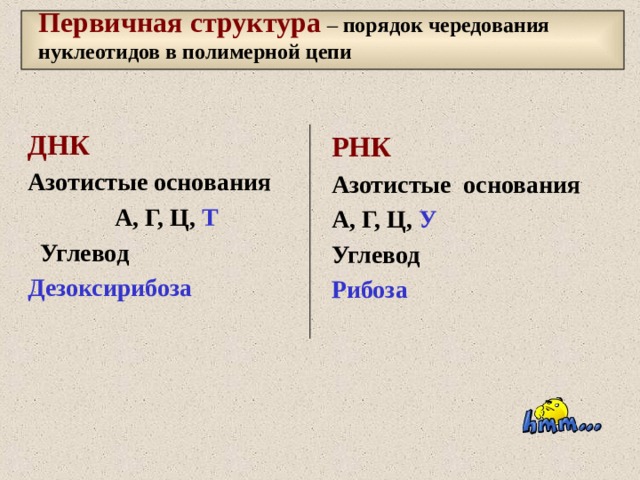 Первичная структура – порядок чередования нуклеотидов в полимерной цепи ДНК Азотистые основания  А, Г, Ц, Т  Углевод Дезоксирибоза РНК Азотистые основания А, Г, Ц, У Углевод Рибоза 