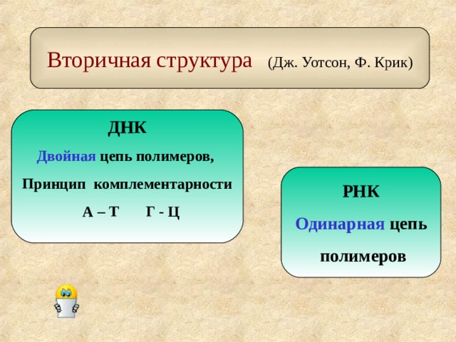 Вторичная структура (Дж. Уотсон, Ф. Крик) ДНК Двойная цепь полимеров, Принцип комплементарности  А – Т Г - Ц  РНК Одинарная цепь  полимеров 
