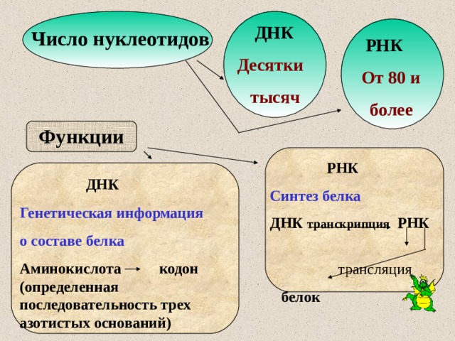 Число нуклеотидов в днк и рнк