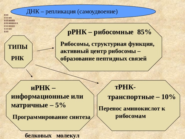 ДНК – репликация (самоудвоение)  рРНК – рибосомные 85% Рибосомы, структурная функция, активный центр рибосомы – образование пептидных связей ТИПЫ  РНК  тРНК-  транспортные – 10% Перенос аминокислот к рибосомам  иРНК – информационные или матричные – 5%  Программирование синтеза  белковых молекул 