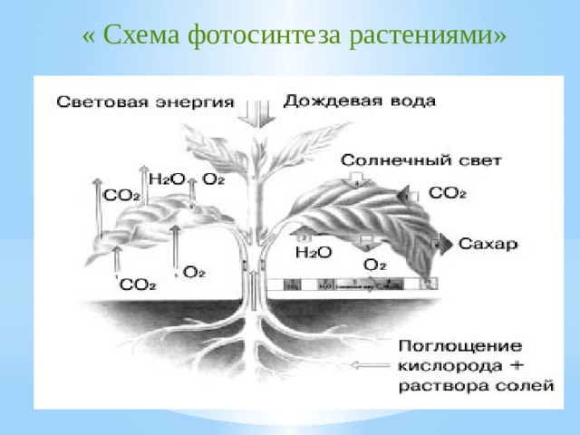 Фотосинтез растений схема 6 класс география