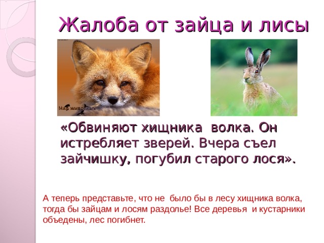Жалоба от зайца и лисы «Обвиняют хищника волка. Он истребляет зверей. Вчера съел зайчишку, погубил старого лося». А теперь представьте, что не было бы в лесу хищника волка, тогда бы зайцам и лосям раздолье! Все деревья и кустарники объедены, лес погибнет.