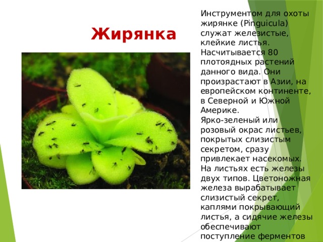 Инструментом для охоты жирянке (Pinguicula) служат железистые, клейкие листья. Насчитывается 80 плотоядных растений данного вида. Они произрастают в Азии, на европейском континенте, в Северной и Южной Америке. Ярко-зеленый или розовый окрас листьев, покрытых слизистым секретом, сразу привлекает насекомых. На листьях есть железы двух типов. Цветоножная железа вырабатывает слизистый секрет, каплями покрывающий листья, а сидячие железы обеспечивают поступление ферментов для переработки и усвоения. Жирянка 