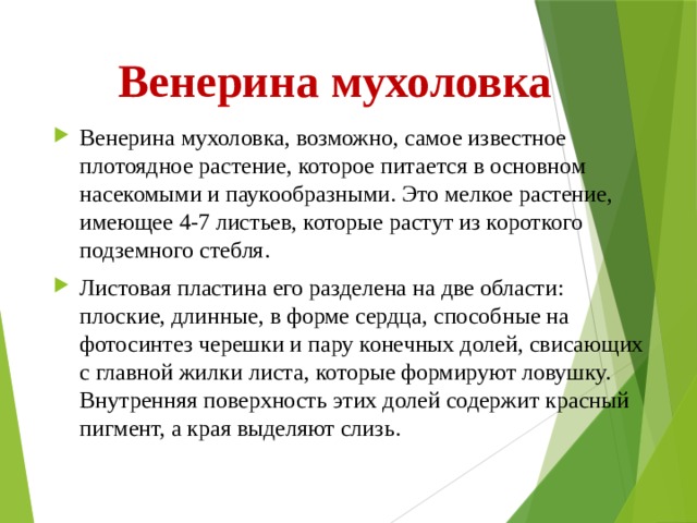 Венерина мухоловка Венерина мухоловка, возможно, самое известное плотоядное растение, которое питается в основном насекомыми и паукообразными. Это мелкое растение, имеющее 4-7 листьев, которые растут из короткого подземного стебля. Листовая пластина его разделена на две области: плоские, длинные, в форме сердца, способные на фотосинтез черешки и пару конечных долей, свисающих с главной жилки листа, которые формируют ловушку. Внутренняя поверхность этих долей содержит красный пигмент, а края выделяют слизь. 