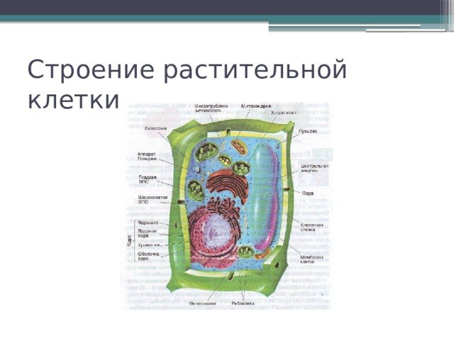 Чего нет в строении растительной клетки. Строение растительной клетки презентация. Строение растительной клетки 6 класс биология. Лэпбук на тему строение растительной клетки.