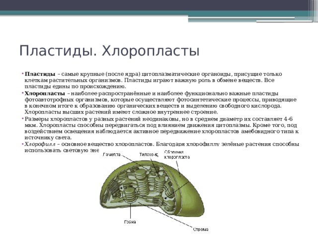 Пластиды. Хлоропласты   Пластиды – самые крупные (после ядра) цитоплазматические органоиды, присущие только клеткам растительных организмов. Пластиды играют важную роль в обмене веществ. Все пластиды едины по происхождению. Хлоропласты  – наиболее распространённые и наиболее функционально важные пластиды фотоавтотрофных организмов, которые осуществляют фотосинтетические процессы, приводящие в конечном итоге к образованию органических веществ и выделению свободного кислорода. Хлоропласты высших растений имеют сложное внутреннее строение. Размеры хлоропластов у разных растений неодинаковы, но в среднем диаметр их составляет 4-6 мкм. Хлоропласты способны передвигаться под влиянием движения цитоплазмы. Кроме того, под воздействием освещения наблюдается активное передвижение хлоропластов амебовидного типа к источнику света. Хлорофилл – основное вещество хлоропластов. Благодаря хлорофиллу зелёные растения способны использовать световую энергию. 