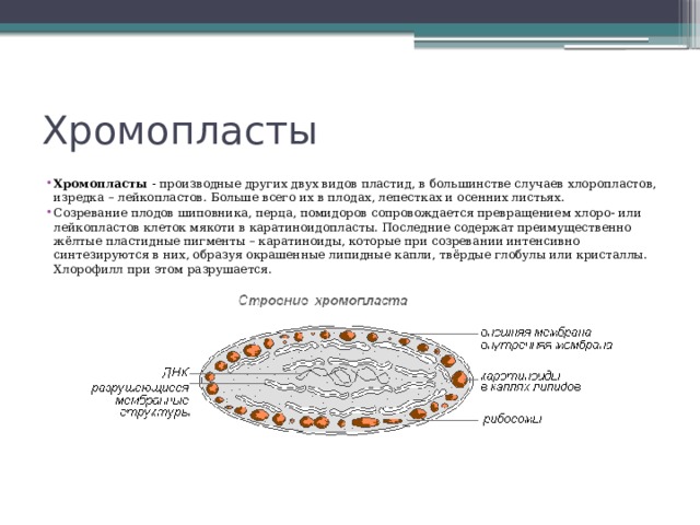 Хромопласты Хромопласты - производные других двух видов пластид, в большинстве случаев хлоропластов, изредка – лейкопластов. Больше всего их в плодах, лепестках и осенних листьях. Созревание плодов шиповника, перца, помидоров сопровождается превращением хлоро- или лейкопластов клеток мякоти в каратиноидопласты. Последние содержат преимущественно жёлтые пластидные пигменты – каратиноиды, которые при созревании интенсивно синтезируются в них, образуя окрашенные липидные капли, твёрдые глобулы или кристаллы. Хлорофилл при этом разрушается. 