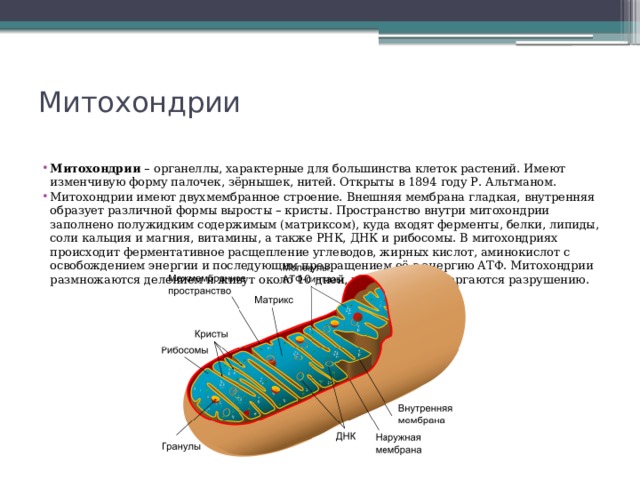 Митохондрии   Митохондрии – органеллы, характерные для большинства клеток растений. Имеют изменчивую форму палочек, зёрнышек, нитей. Открыты в 1894 году Р. Альтманом. Митохондрии имеют двухмембранное строение. Внешняя мембрана гладкая, внутренняя образует различной формы выросты – кристы. Пространство внутри митохондрии заполнено полужидким содержимым (матриксом), куда входят ферменты, белки, липиды, соли кальция и магния, витамины, а также РНК, ДНК и рибосомы. В митохондриях происходит ферментативное расщепление углеводов, жирных кислот, аминокислот с освобождением энергии и последующим превращением её в энергию АТФ. Митохондрии размножаются делением и живут около 10 дней, после чего подвергаются разрушению. 