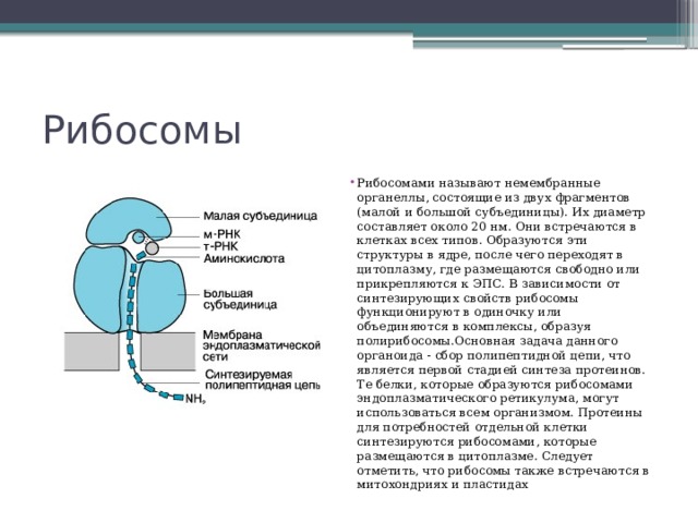 Рибосома рисунок егэ