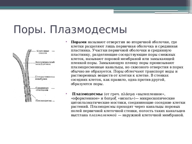 Какая клетка содержит плазмодесмы