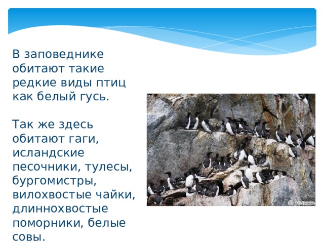В заповеднике обитают такие редкие виды птиц как белый гусь. Так же здесь обитают гаги, исландские песочники, тулесы, бургомистры, вилохвостые чайки, длиннохвостые поморники, белые совы. 