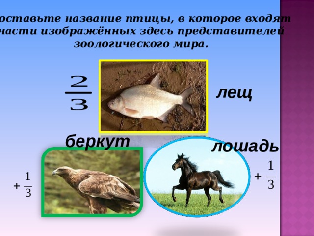 Составьте название птицы, в которое входят  части изображённых здесь представителей зоологического мира. лещ беркут лошадь 