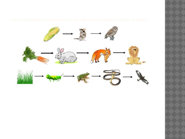 Рисунок пищевой цепи биология 5 класс