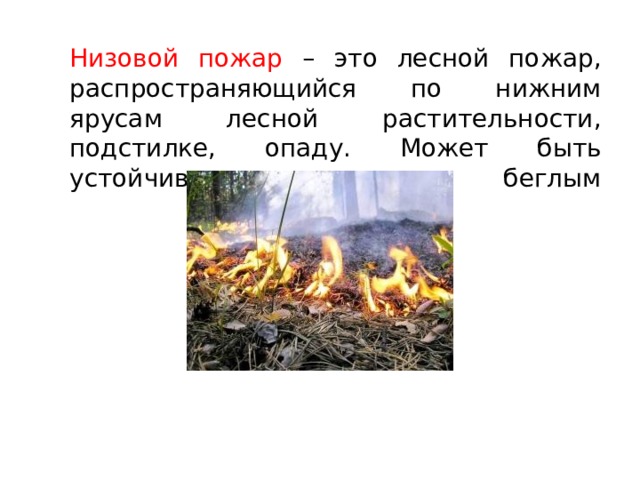 Низовой пожар – это лесной пожар, распространяющийся по нижним ярусам лесной растительности, подстилке, опаду. Может быть устойчивым и беглым   