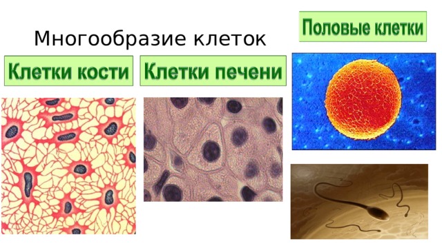 Многообразие клеток 