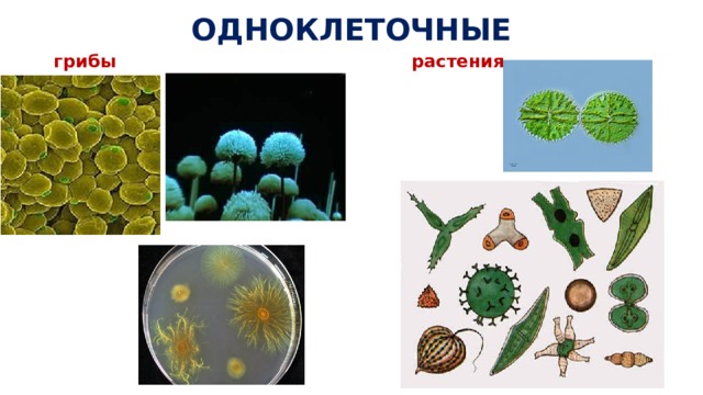 Одноклеточные растения. Одноклеточные и многоклеточные растения. Одноклеточные растения 5 класс биология. Одноклеточные и многоклеточные организмы растения. Колониальные одноклеточные грибы.