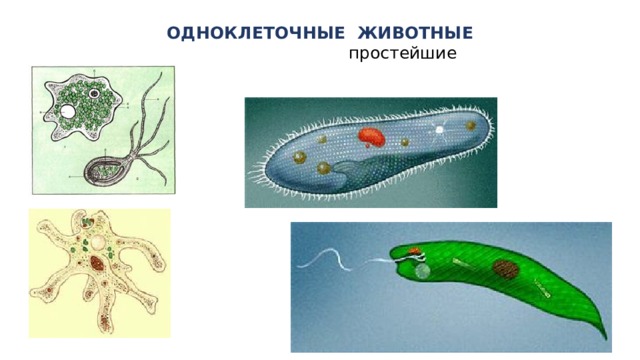 ОДНОКЛЕТОЧНЫЕ ЖИВОТНЫЕ  простейшие 