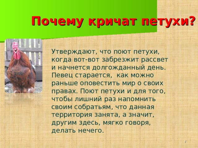 Почему не ору. Почему кричит петух. Почему петухи кричат по утрам. Почему петухи поют. Петух кукарекает по утрам.