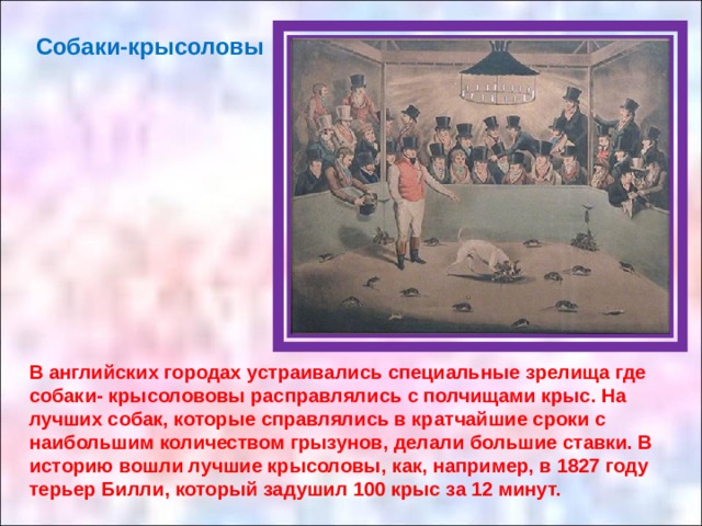 Собаки-крысоловы В английских городах устраивались специальные зрелища где собаки- крысолововы расправлялись с полчищами крыс. На лучших собак, которые справлялись в кратчайшие сроки с наибольшим количеством грызунов, делали большие ставки. В историю вошли лучшие крысоловы, как, например, в 1827 году терьер Билли, который задушил 100 крыс за 12 минут. 