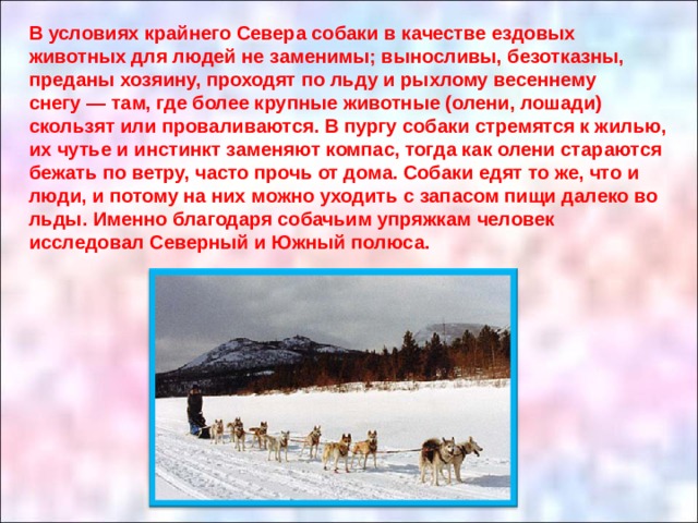 В условиях крайнего Севера собаки в качестве ездовых животных для людей не заменимы; выносливы, безотказны, преданы хозяину, проходят по льду и рыхлому весеннему снегу — там, где более крупные животные (олени, лошади) скользят или проваливаются. В пургу собаки стремятся к жилью, их чутье и инстинкт заменяют компас, тогда как олени стараются бежать по ветру, часто прочь от дома. Собаки едят то же, что и люди, и потому на них можно уходить с запасом пищи далеко во льды. Именно благодаря собачьим упряжкам человек исследовал Северный и Южный полюса. 