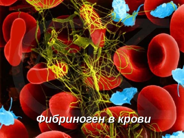 Фибриноген в крови  
