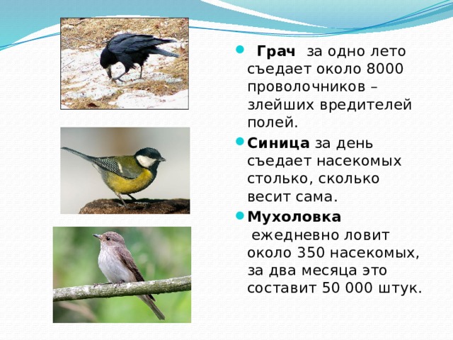 Синица съедает за день. Синица съедает за день столько насекомых. Сколько насекомых съедает Ласточка за день. Синица съедает за день столько насекомых сколько весит. Сколько съедает Ласточка за день.
