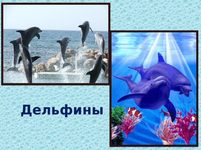 Дельфины  