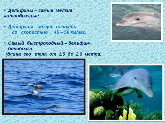 Дельфины – самые мелкие китообразные.  Дельфины могут плавать со скоростью 45 – 50 км/час.  Самый быстроходный – дельфин-белобочка  (длина его тела от 1,5 до 2,6 метра. 