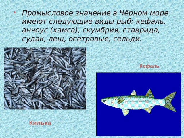 Промысловое значение в Чёрном море имеют следующие виды рыб: кефаль, анчоус (хамса), скумбрия, ставрида, судак, лещ, осетровые, сельди. Кефаль  Килька  