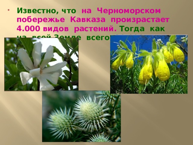 Известно, что на Черноморском побережье Кавказа произрастает 4.000 видов растений. Тогда как на всей Земле всего 20.000 видов. 