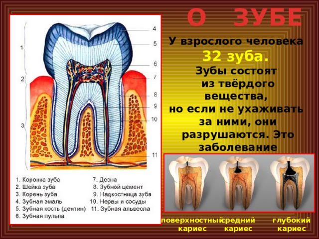 О ЗУБЕ У взрослого человека 32 зуба. Зубы состоят из твёрдого вещества, но если не ухаживать за ними, они разрушаются. Это заболевание называется кариесом . поверхностный средний глубокий кариес кариес кариес 