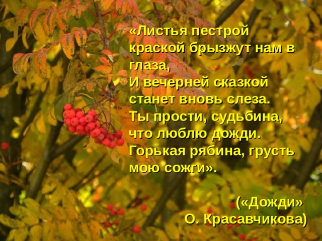 «Листья пестрой краской брызжут нам в глаза, И вечерней сказкой станет вновь слеза. Ты прости, судьбина, что люблю дожди. Горькая рябина, грусть мою сожги».  («Дожди» О. Красавчикова) 