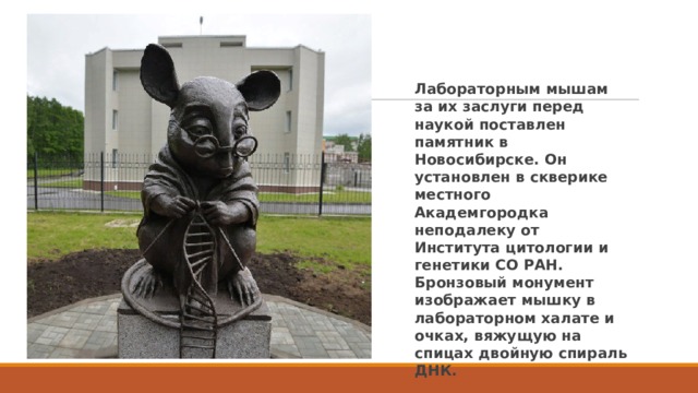 Лабораторным мышам за их заслуги перед наукой поставлен памятник в Новосибирске. Он установлен в скверике местного Академгородка неподалеку от Института цитологии и генетики СО РАН. Бронзовый монумент изображает мышку в лабораторном халате и очках, вяжущую на спицах двойную спираль ДНК. 