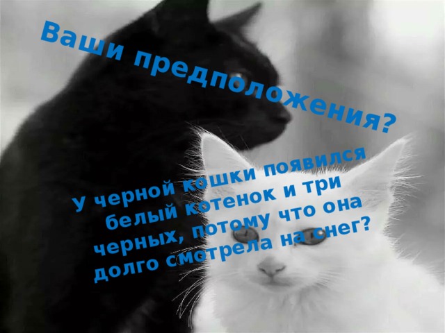 Ваши предположения? У черной кошки появился белый котенок и три черных, потому что она долго смотрела на снег?  