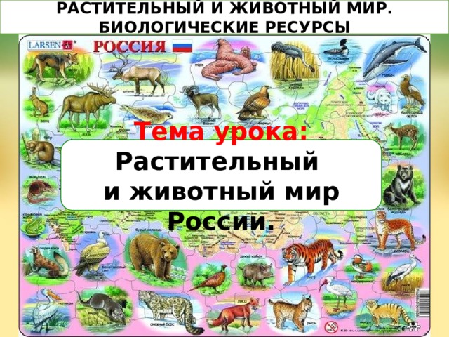 РАСТИТЕЛЬНЫЙ И ЖИВОТНЫЙ МИР. БИОЛОГИЧЕСКИЕ РЕСУРСЫ Тема урока: Растительный  и животный мир России. 