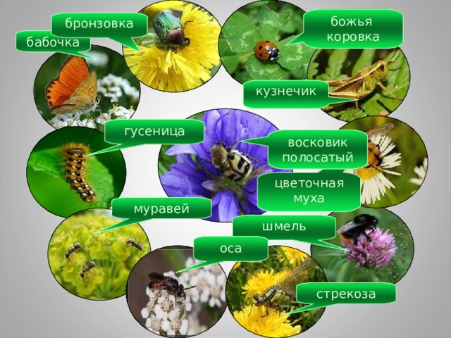 божья коровка бронзовка бабочка кузнечик гусеница восковик полосатый цветочная муха муравей шмель оса стрекоза 