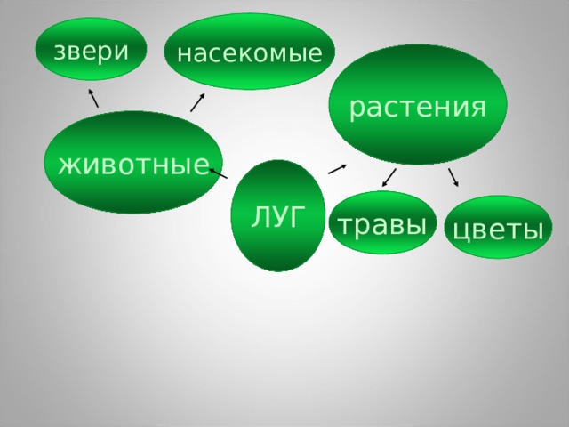 насекомые звери растения животные ЛУГ травы цветы 