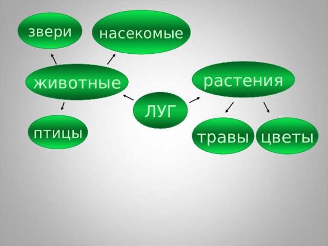 насекомые звери растения животные ЛУГ птицы травы цветы 