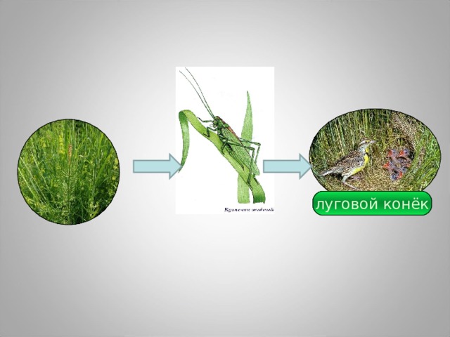 луговой конёк 