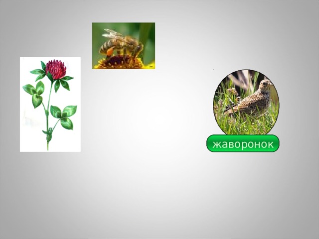 кормовые ядовитые клевер молочай хвощ мятлик лютик едкий тимофеевка 