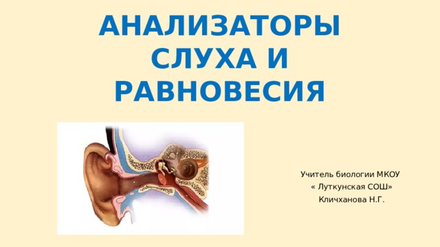 Значение анализатора слуха. Анализаторы слуха и равновесия. Слуховой анализатор презентация 8 класс биология. Биология анализаторы слуха и равновесия.