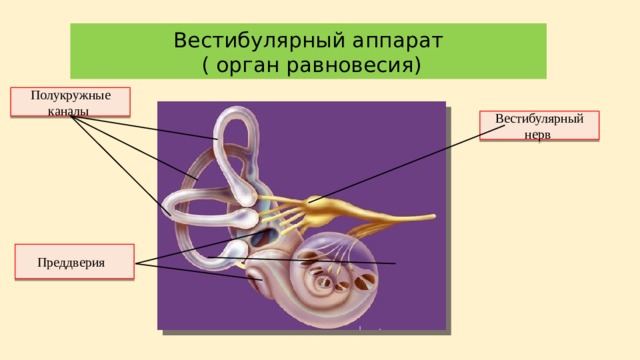 Вестибулярный аппарат  ( орган равновесия) Полукружные каналы Вестибулярный нерв Преддверия 