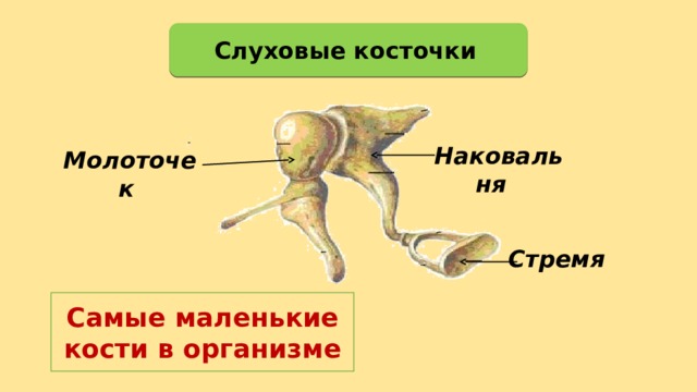 Слуховые косточки Наковальня  Молоточек Стремя  Самые маленькие кости в организме 