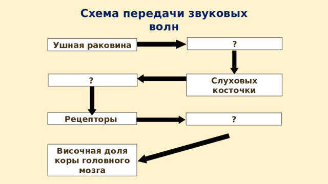 Схема передачи звуковых волн ? Ушная раковина Слуховых косточки ? Рецепторы ? Височная доля коры головного мозга 