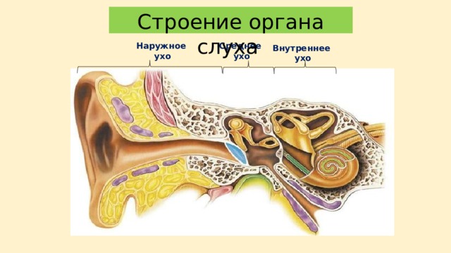Строение органа слуха Среднее Наружное ухо  ухо Внутреннее ухо 